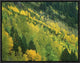 Aspen Grove In Fall Colors, Gunnison National Forest, Colorado, 16"x12"