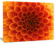 Large Dark Yellow Flower and Petals, Floral Canvas Art Print, 20"x12"