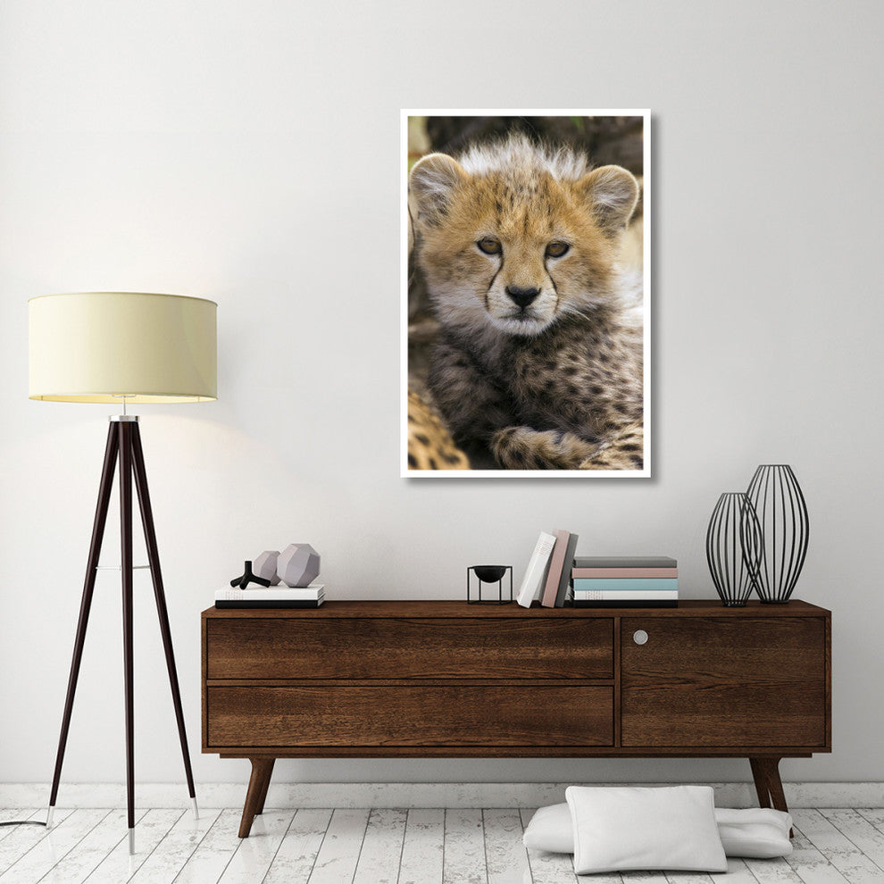"Cheetah 10-12 week old cub portrait, Maasai Mara Reserve" Paper Art, 34"x50"