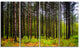 Pine Trees in Michaux Forest, Modern Forest Canvas Art, 48"x28", 4 Panels