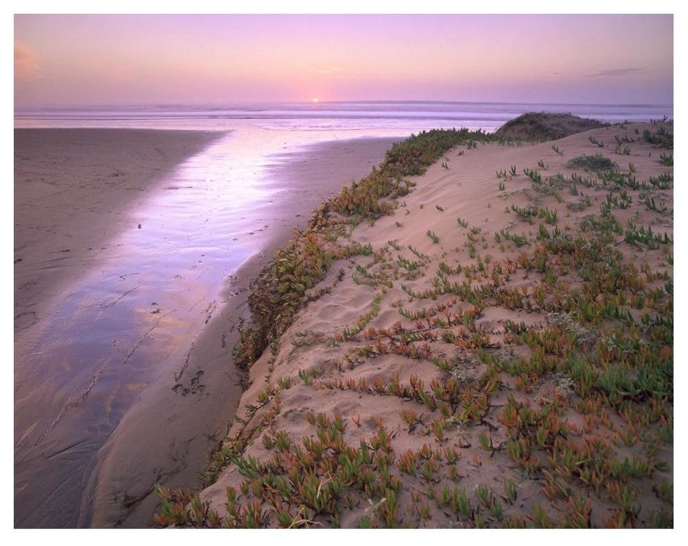 "Hottentot Fig growing in sand, Morro Strand State Beach" Paper Art, 50"x38"