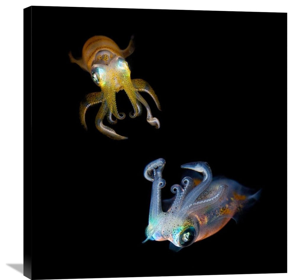 "Sea Jewels" Stretched Canvas Giclee by Andrey Narchuk, 29x30"