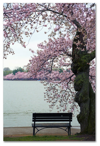 CATeyes 'Tranquility' Canvas Art, 12x19