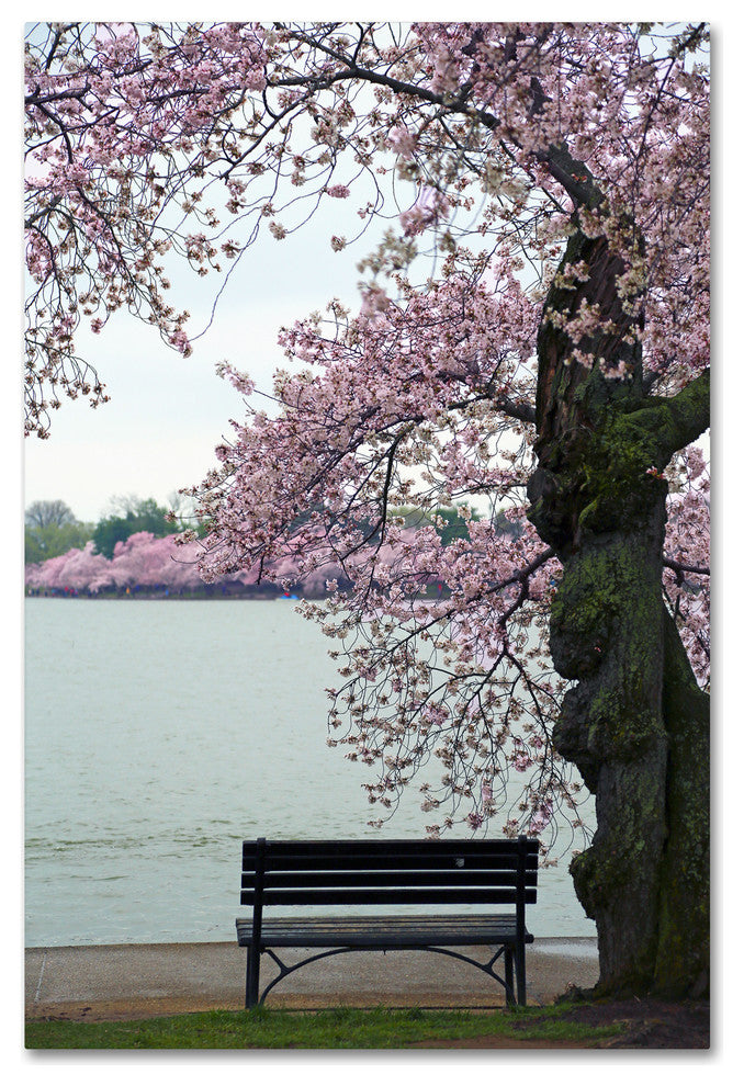 CATeyes 'Tranquility' Canvas Art, 12x19