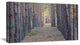 Slender Pine Tree Forest Photography, Modern Forest Canvas Art, 32"x16"