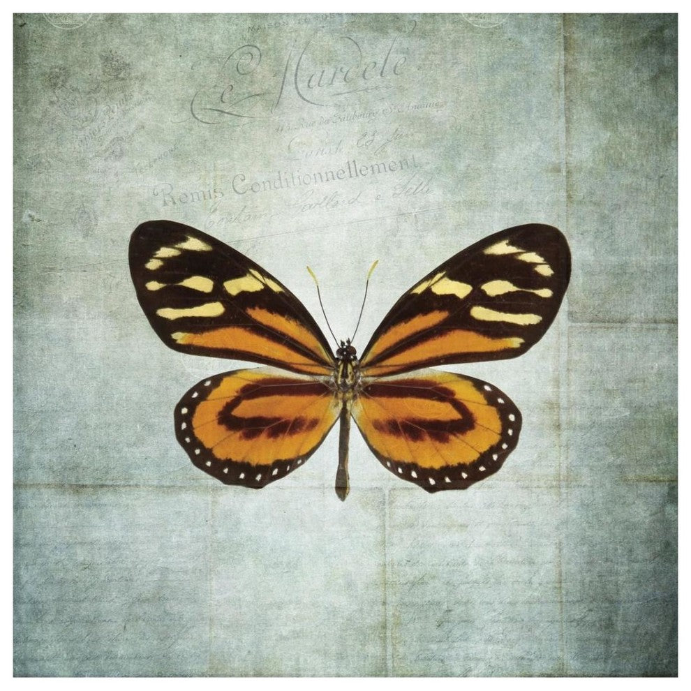 "French Butterfly VIII" Digital Paper Print by Debra Van Swearingen, 38"x38"