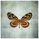 "French Butterfly VIII" Digital Paper Print by Debra Van Swearingen, 38"x38"