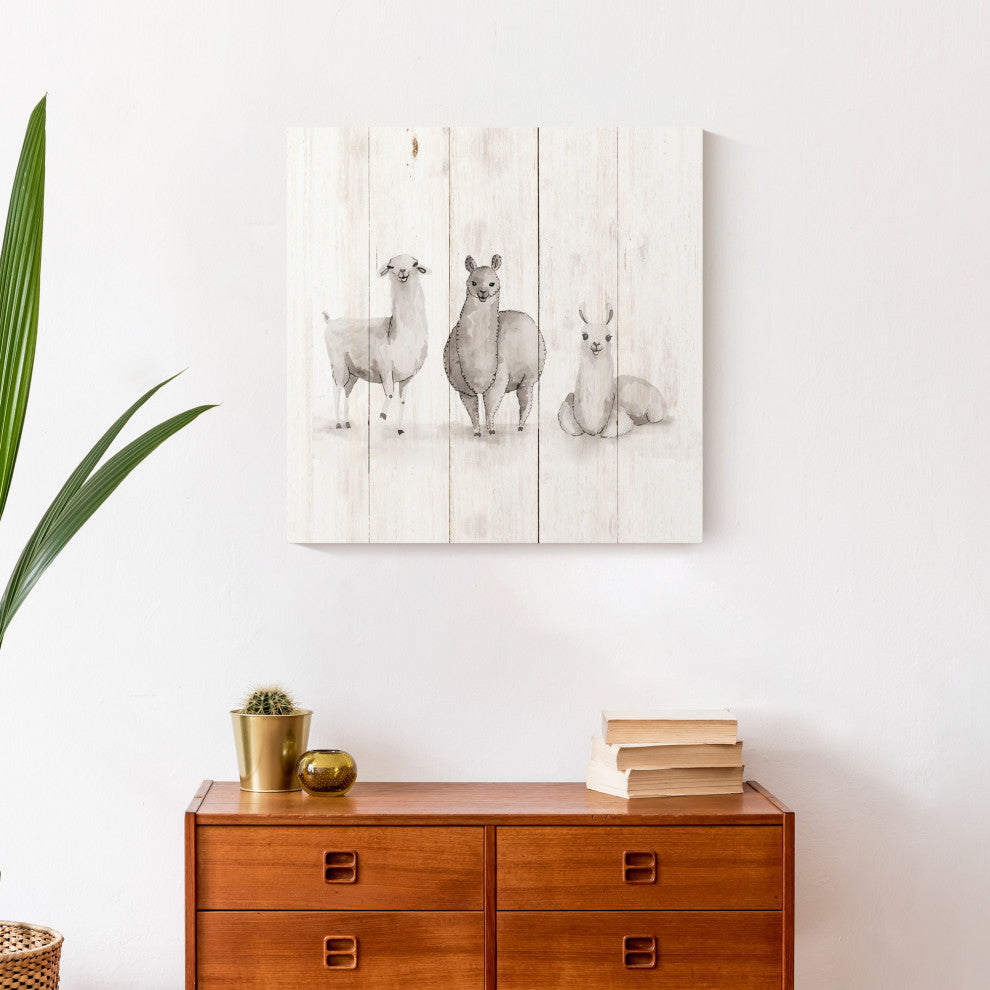 All The Llamas 20x20 Canvas Wall Art