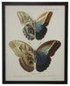 Double Butterfly Tab XLIV, Copper and Black Flat Moulding