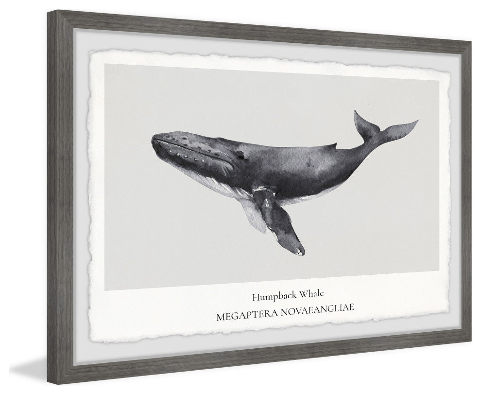 "Megaptera Novaeangliae" Framed Painting Print, 24x16