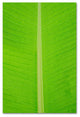 Cora Niele ''Leaf Texture I'' Canvas Art