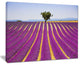 "Lavender And Lonely Tree Uphill" Landscape Wall Art Print, 40"x30"