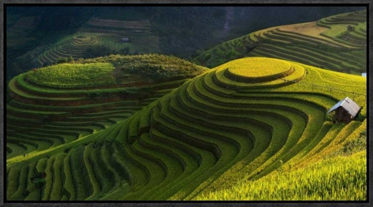 "Gold Rice Terrace In Mu Cang Chai, Vietnam."  by Jakkree Thampitakkull, 23x13"