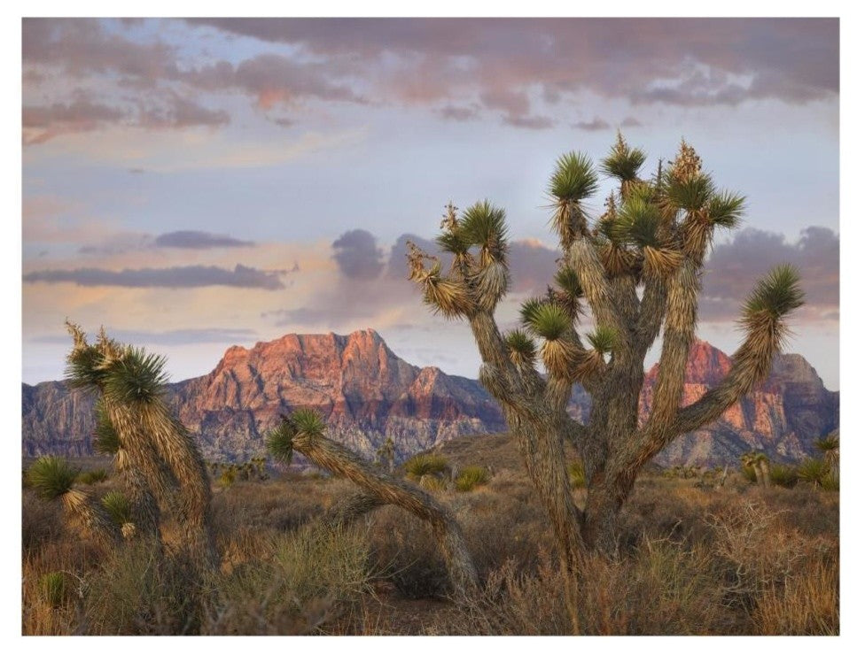 "Joshua Tree, Spring Mountains, Red Rock Canyon Conservation" Paper Art, 26"x20"