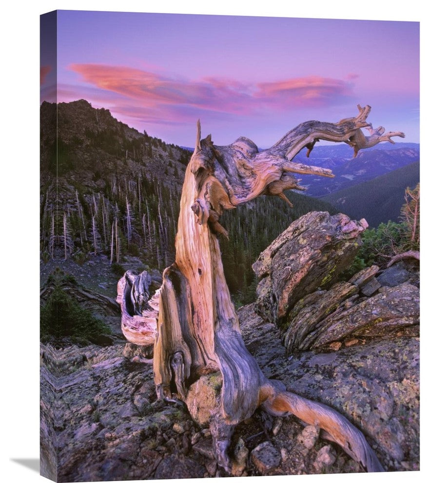 "Bristlecone Pine Tree, Rocky Mountain National Park, Colorado" Artwork