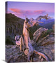 "Bristlecone Pine Tree, Rocky Mountain National Park, Colorado" Artwork