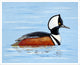 Betsy Drake Hooded Merganser Outdoor Wall Hanging 24x30