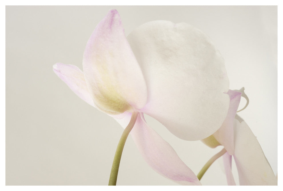 PINK PHALENOPSIS, 30x45
