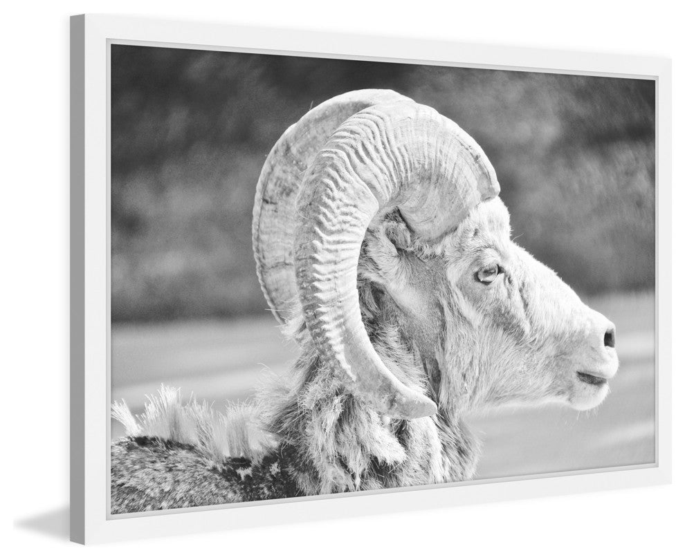 Marmont Hill, "Ram Profile 2" Framed Painting Print, 30x20
