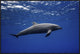 "Dolphin" Framed Canvas Giclee by Barathieu Gabriel, 37x25"