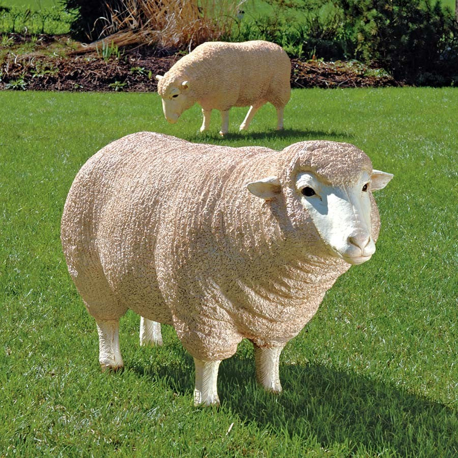Merino Ewe With Head Up