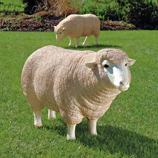 Merino Ewe With Head Up