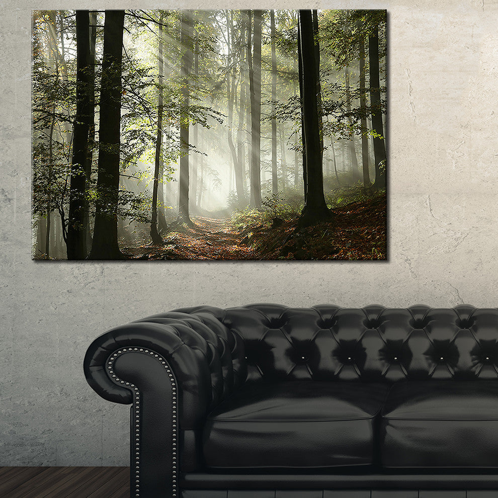 "Light in Dense Fall Forest With Fog" Canvas Print