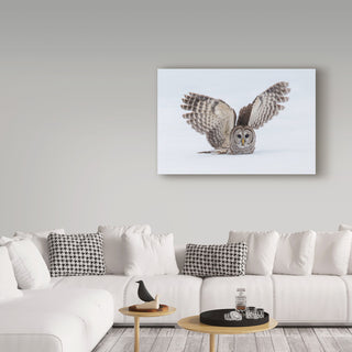 Salman A 'How Do You Like My Wings' Canvas Art, 24"x16"