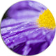 Violet Flower Petal Close-Up, Flower Round Wall Art, 23"