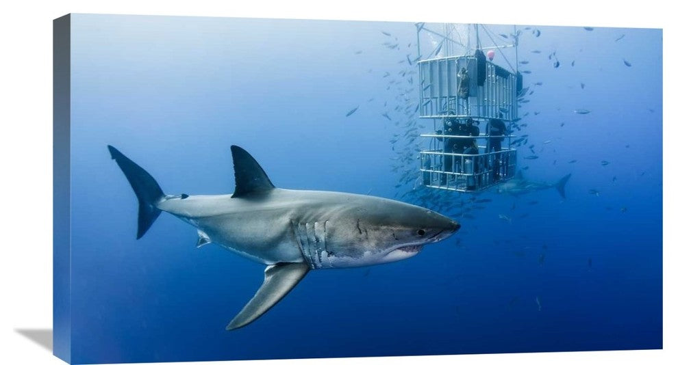 "Animals In Cage" Stretched Canvas Giclee by Davide Lopresti, 30x17"