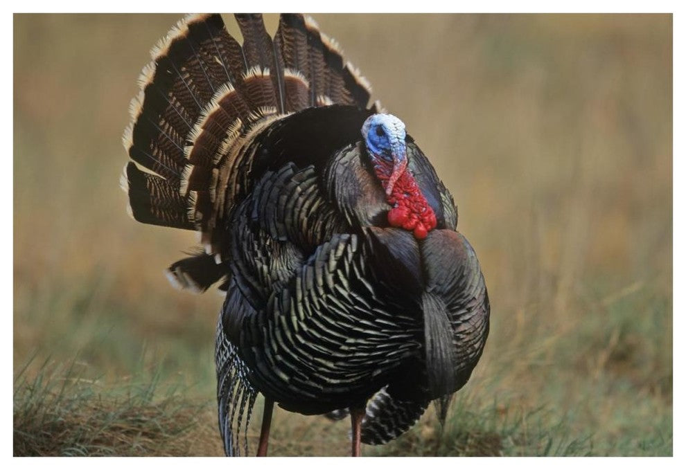 "Wild Turkey male, North America" Digital Paper Print by Tim Fitzharris, 62"x42"