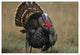 "Wild Turkey male, North America" Digital Paper Print by Tim Fitzharris, 62"x42"