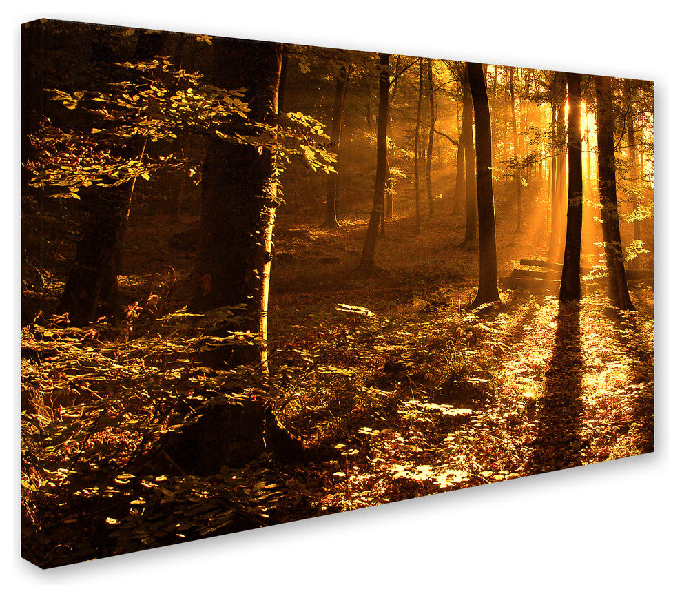 'Morning Light' Canvas Art by Philippe Sainte-Laudy