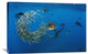 "Atlantic Sailfish Group Hunting Round Sardinella, Isla Mujeres, Mexico" Artwork
