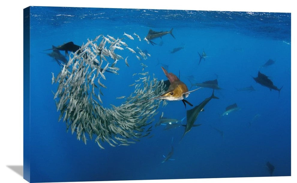 "Atlantic Sailfish Group Hunting Round Sardinella, Isla Mujeres, Mexico" Artwork