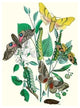 Moths: S. Tilioe, S. Quercus, S. Populi, S. Ocellatus