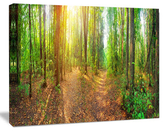Dense Forest Panorama, Landscape Canvas Art Print, 60x40