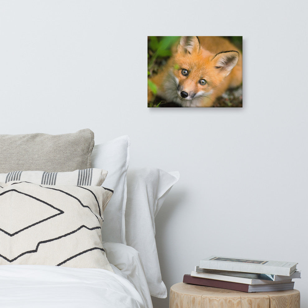Young Red Fox Face Animal Wildlife Nature Photograph Canvas Wall Art Prints, 12" X 16"