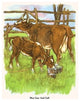 Moo Cow and Calf - Gallery Wrapped Canvas Art 28" x 42"