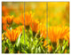 Orange Marigold Flowers in Sunlight, Floral Triptych Canvas Art, 36x28, 3 Panels