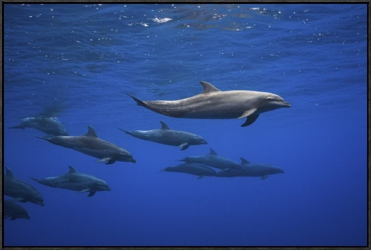 "Dolphins" Framed Canvas Giclee by Barathieu Gabriel, 37x25"
