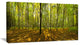 Green Autumn Forest Panorama, Landscape Canvas Art Print, 32"x16"