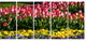 Red Tulips with Yellow Purple Flowers, Flower Canvas Print, 60"x28", 5 Panels