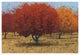 "Orange Trees II" Digital Paper Print by James Wiens, 62"x42"