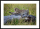 "Big Cat" Framed Digital Print by Alessandro Catta, 44x32"