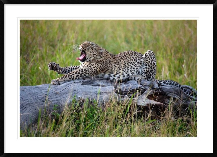 "Big Cat" Framed Digital Print by Alessandro Catta, 44x32"