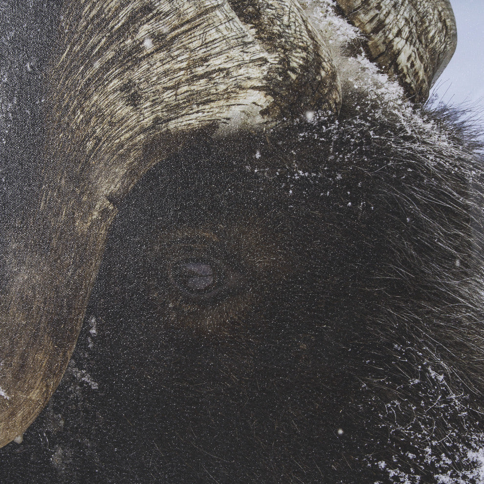 Muskox