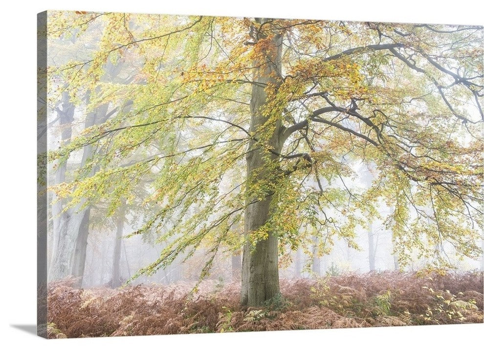 "Autumns Glory" Wrapped Canvas Art Print, 36"x24"x1.5"