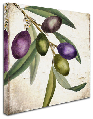 Color Bakery 'Olive Branch I' Canvas Art, 24x24