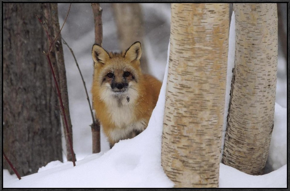 Red Fox Looking Out From Behind Trees In A Snowy Forest, Montana, 36"x24"